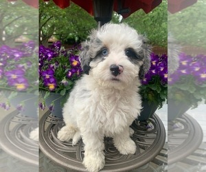 Miniature Bernedoodle Puppy for sale in NOBLESVILLE, IN, USA
