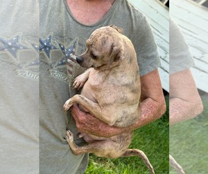 Rat-Cha Dogs for adoption in Princeton, MN, USA