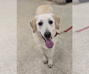 Labrador Retriever-Unknown Mix Dogs for adoption in Minneapolis, MN, USA
