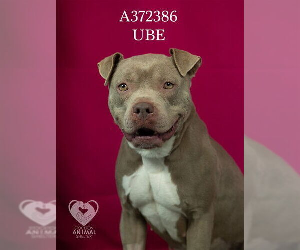 Medium Photo #1 Mutt Puppy For Sale in Stockton, CA, USA