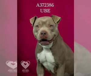 Mutt Dogs for adoption in Stockton, CA, USA