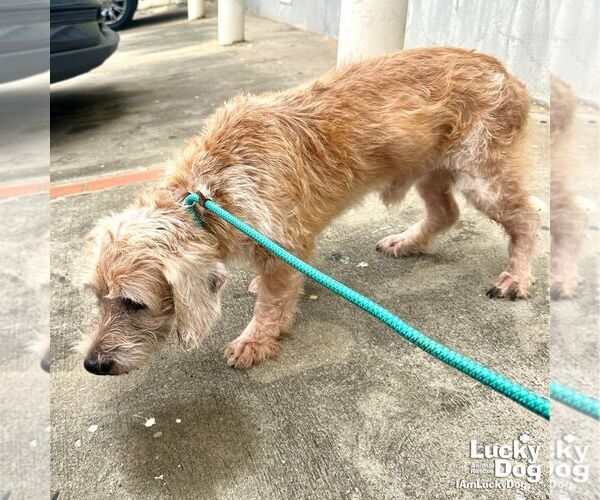 Medium Photo #3 Unknown-Wheaten Terrier Mix Puppy For Sale in Washington, DC, USA
