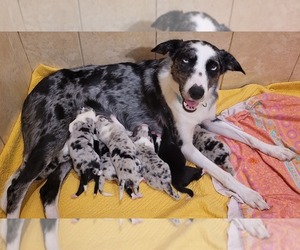 Mother of the Border Collie puppies born on 08/24/2022