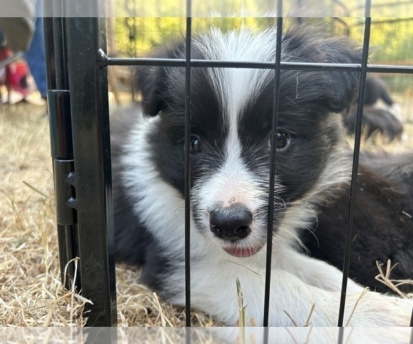 Medium Photo #15 Border Collie Puppy For Sale in CAMAS, WA, USA