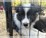 Small Photo #15 Border Collie Puppy For Sale in CAMAS, WA, USA