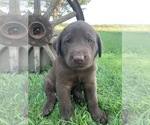 Small Photo #1 Labrador Retriever Puppy For Sale in ROYAL CITY, WA, USA