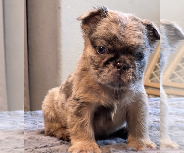 Medium Photo #8 English Bulldog Puppy For Sale in LANCASTER, CA, USA