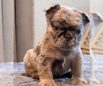 Small #7 English Bulldog