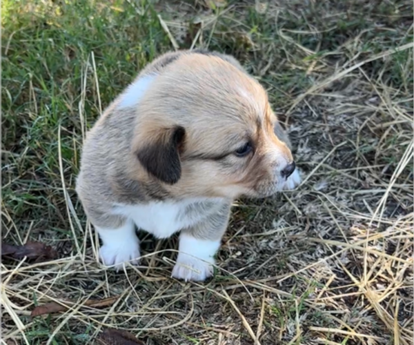 Medium Photo #3 Pembroke Welsh Corgi Puppy For Sale in MIDLOTHIAN, TX, USA