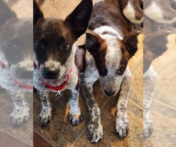 Medium Photo #3 Mutt Puppy For Sale in Garden City, NY, USA