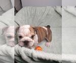 Small Photo #1 English Bulldog Puppy For Sale in NORFOLK, VA, USA