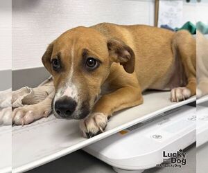 Eclair - Female Labrador Retriever-Unknown Mix Dog for Adoption - Photo #3