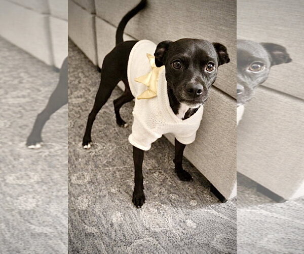 Medium Photo #2 Labrador Retriever-Miniature Pinscher Mix Puppy For Sale in Oakhurst, NJ, USA