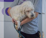 Small Photo #3 Unknown-Wheaten Terrier Mix Puppy For Sale in Huntley, IL, USA