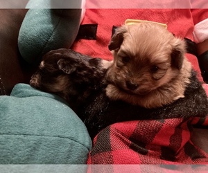 Pomeranian-Poodle (Toy) Mix Puppy for sale in CINCINNATI, OH, USA