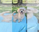 Small #6 Shih Tzu