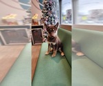 Puppy Cinnamon German Shepherd Dog-Siberian Husky Mix