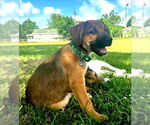 Small #2 Black Mouth Cur-Labrador Retriever Mix