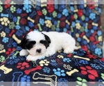 Small #10 Zuchon