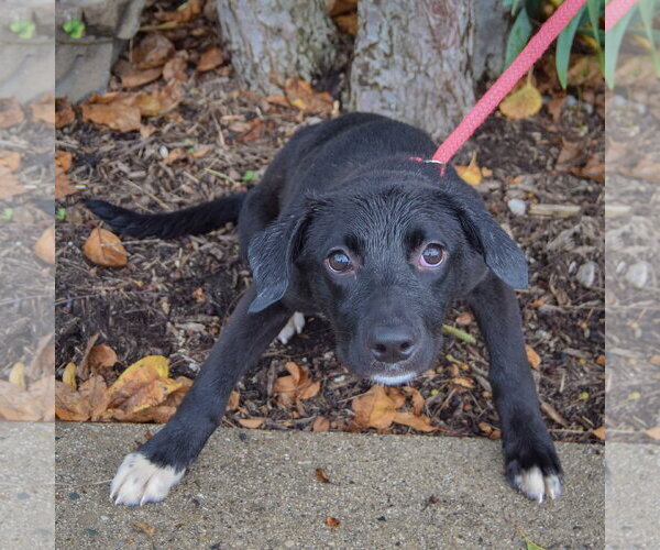 Medium Photo #4 Border Collie-Unknown Mix Puppy For Sale in Huntley, IL, USA