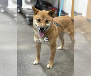 Shiba Inu Dogs for adoption in Forestville, MD, USA