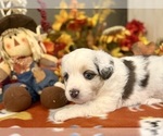 Small #11 Miniature Australian Shepherd