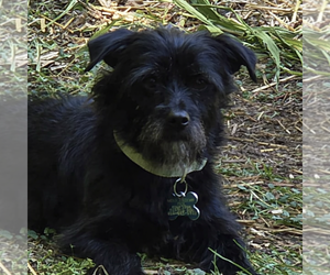 Maltese-Unknown Mix Dogs for adoption in Cary, NC, USA