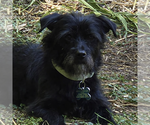 Small Maltese Mix