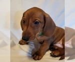 Small Photo #3 Dachshund Puppy For Sale in KUNA, ID, USA
