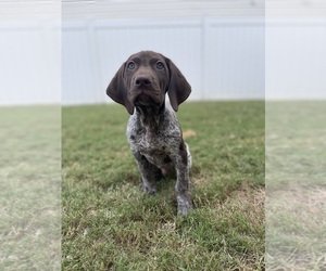 German Shorthaired Pointer Puppy for sale in LOCUST, NC, USA