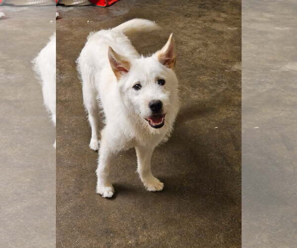 Medium Photo #4 Mutt Puppy For Sale in Agoura Hills, CA, USA