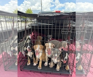 American Bully Puppy for sale in LOGANVILLE, GA, USA