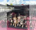 Image preview for Ad Listing. Nickname: Litter of 6