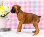 Small Photo #46 Boxer Puppy For Sale in WAKARUSA, IN, USA