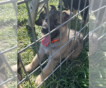 Puppy 5 German Shepherd Dog-Siberian Husky Mix