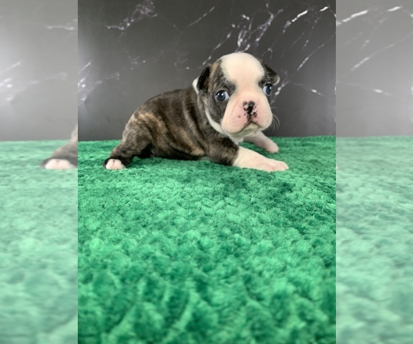 Medium Photo #1 Boston Terrier Puppy For Sale in TULARE, CA, USA