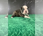 Puppy Jill Brindle Boston Terrier