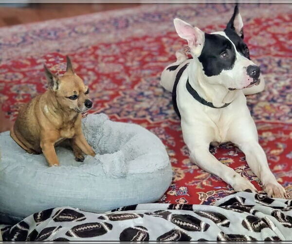 Medium Photo #2 American Bulldog-Unknown Mix Puppy For Sale in Maryville, TN, USA