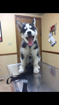 Medium Photo #1 Siberian Husky Puppy For Sale in CHARLESTON, IL, USA
