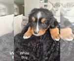 Puppy White Boy Bernese Mountain Dog