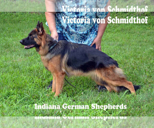 Medium Photo #1 German Shepherd Dog Puppy For Sale in CHRISNEY, IN, USA