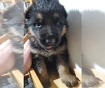 Small Photo #12 German Shepherd Dog Puppy For Sale in WHEELING, IL, USA