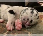 Small Photo #25 Great Dane Puppy For Sale in MARICOPA, AZ, USA