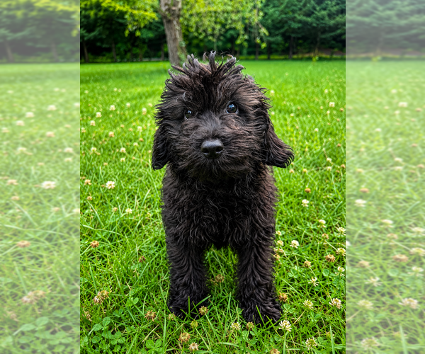 Medium Photo #23 Cavapoo (Miniature) Puppy For Sale in DURHAM, CT, USA