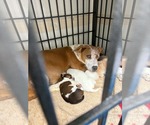 Small #1 Mutt