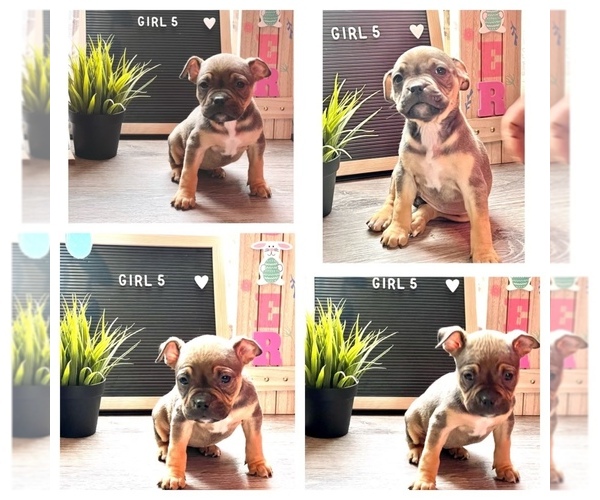 Medium Photo #1 American Bully Puppy For Sale in ROCKFORD, IL, USA