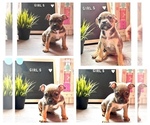 Small Photo #1 American Bully Puppy For Sale in ROCKFORD, IL, USA