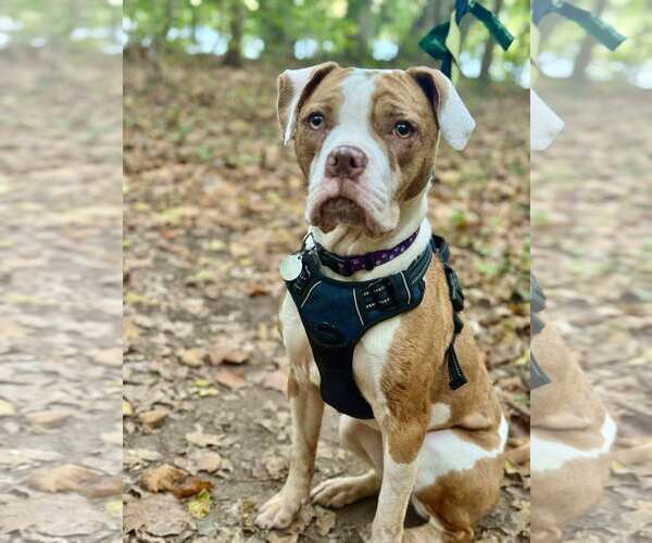 Medium Photo #6 Mutt Puppy For Sale in Rockville, MD, USA