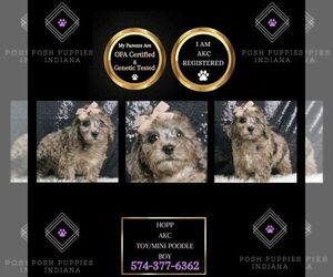 Poodle (Miniature) Puppy for sale in WARSAW, IN, USA