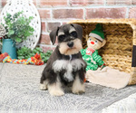 Small Schnauzer (Miniature)